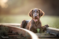 Flat Coated Retriever Shadow