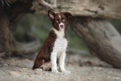 Border Collie Schoko