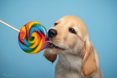 Golden Retriever Naya