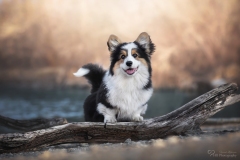 Corgi