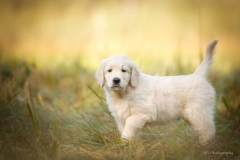 Golden Retriever Welpe