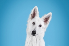 Weisser Schäferhund Okami