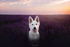 Weisser Schäferhund Okami